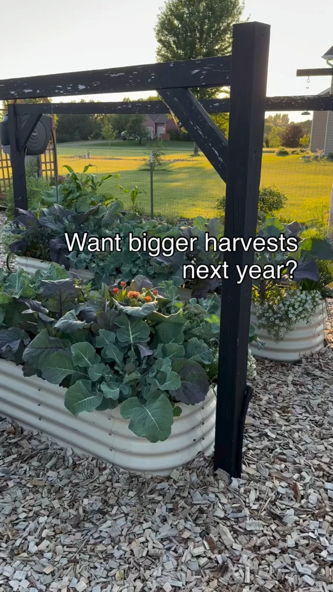 If your garden feels tired and your new crops are struggling, it’s probably not you — it’s your soil.

🥦➡️🌾 Brassicas are heavy feeders, so follow them up with cover crops or nitrogen-fixers like peas, clover, or beans. Your soil will thank you next season! ✨ 

#SoilHealth #CropRotation #midwestgarden #backyardgardening