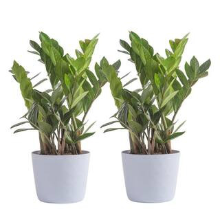 Vigoro Zamioculcas Zamiifolia ZZ Indoor Plant in 6 in. White Decor Planter, Average Shipping Heig... | The Home Depot
