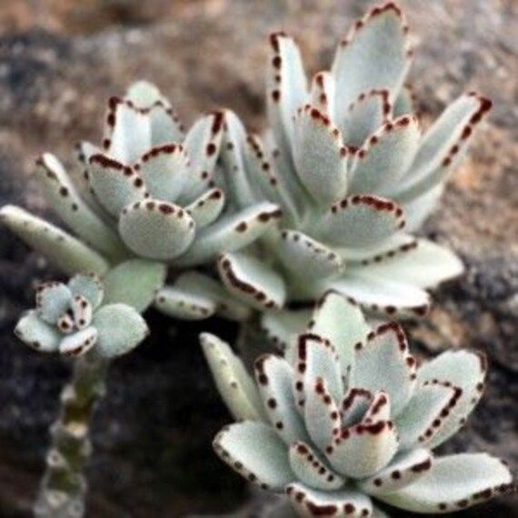 Kalanchoe tomentosa "Super Fuzzy", succulent not variegated, Haworthia, Lithops | Etsy (US)