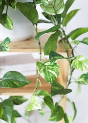 Natural Touch Pothos Hanging Artificial Plant - 48" | Afloral (US)