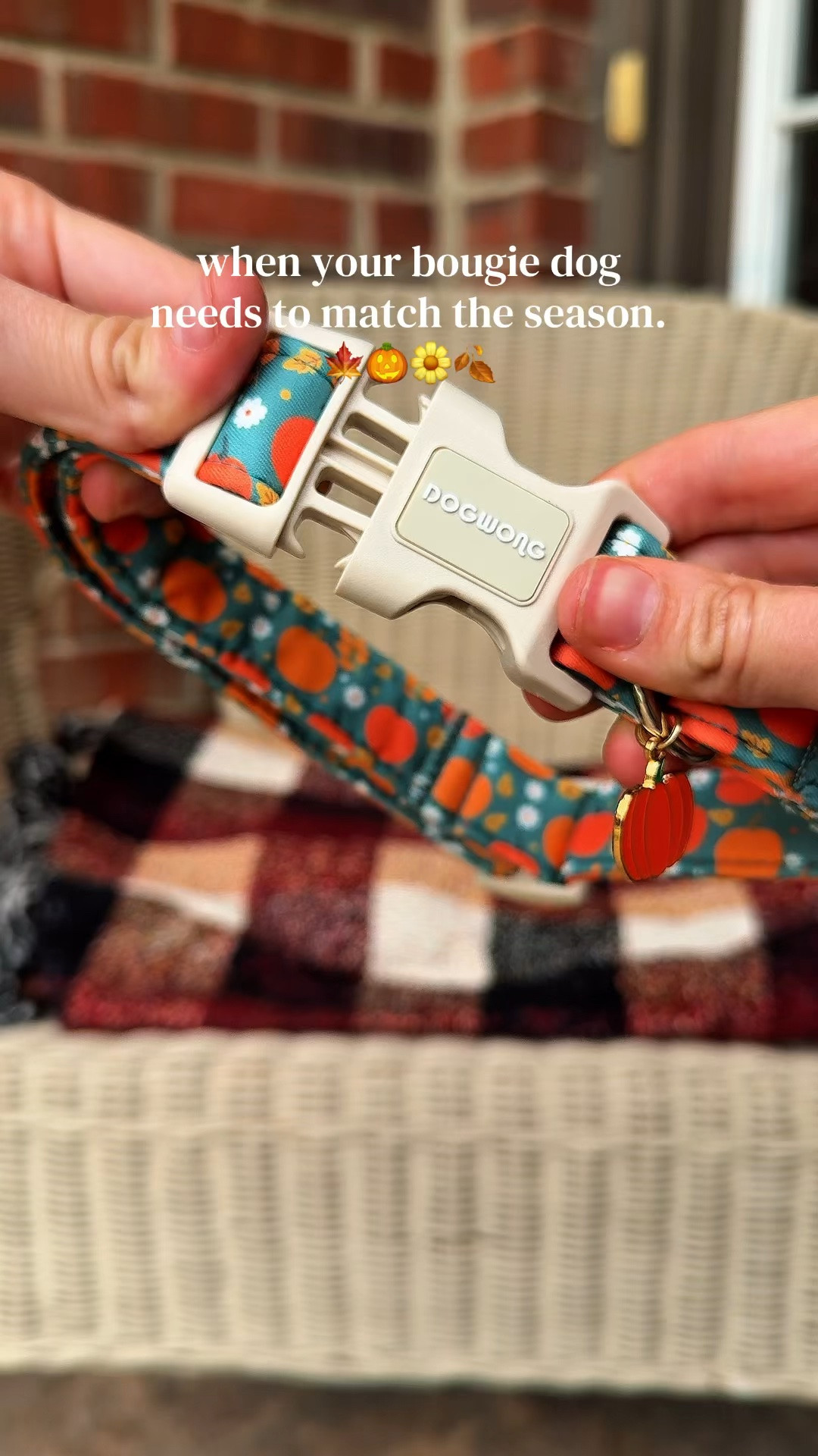 Pumpkin Dog Collar - Fall Dog Collar