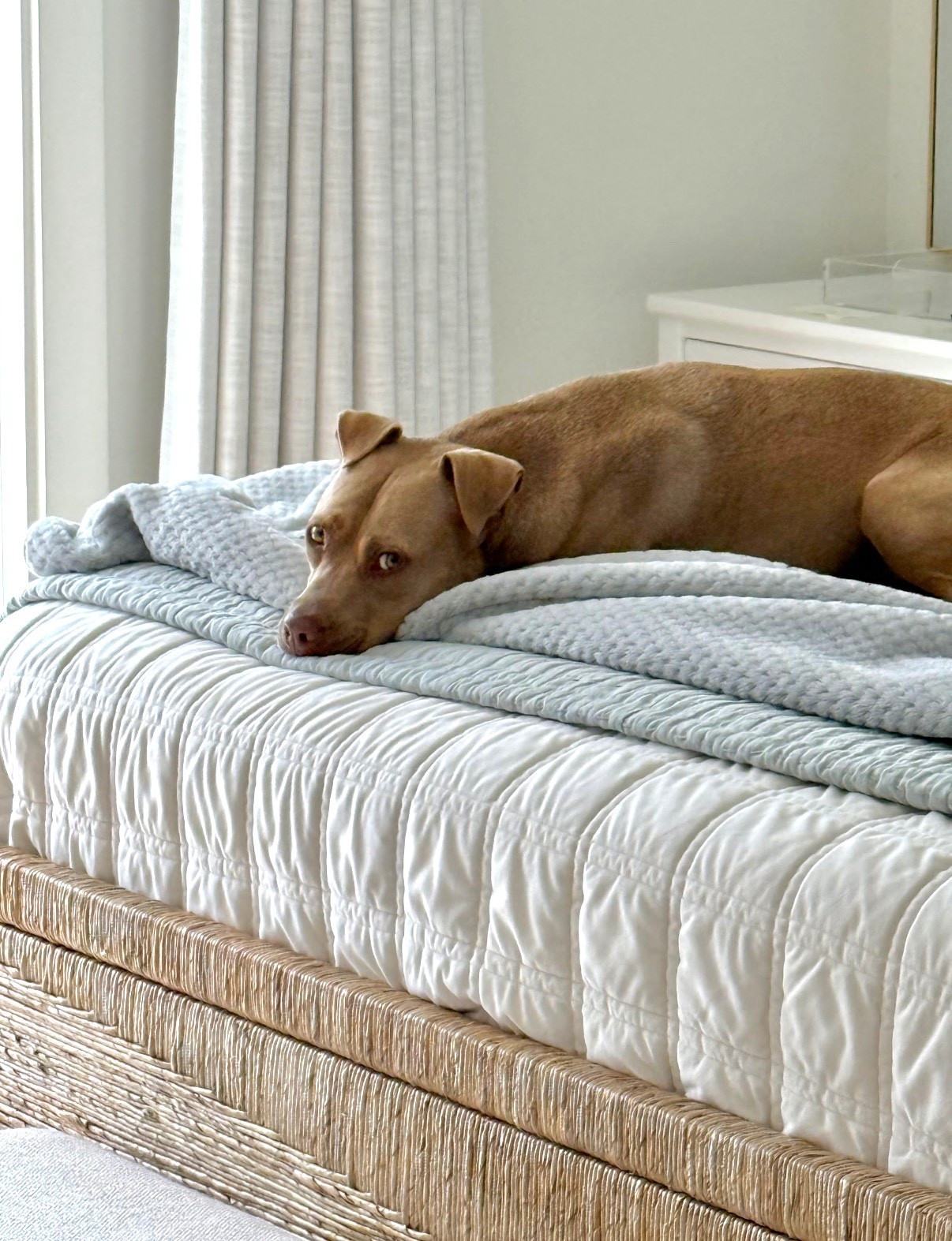 Bedroom bedding quilt sets velvet blanket waterproof dog blanket protector woven bed curtains coastal bedroom 