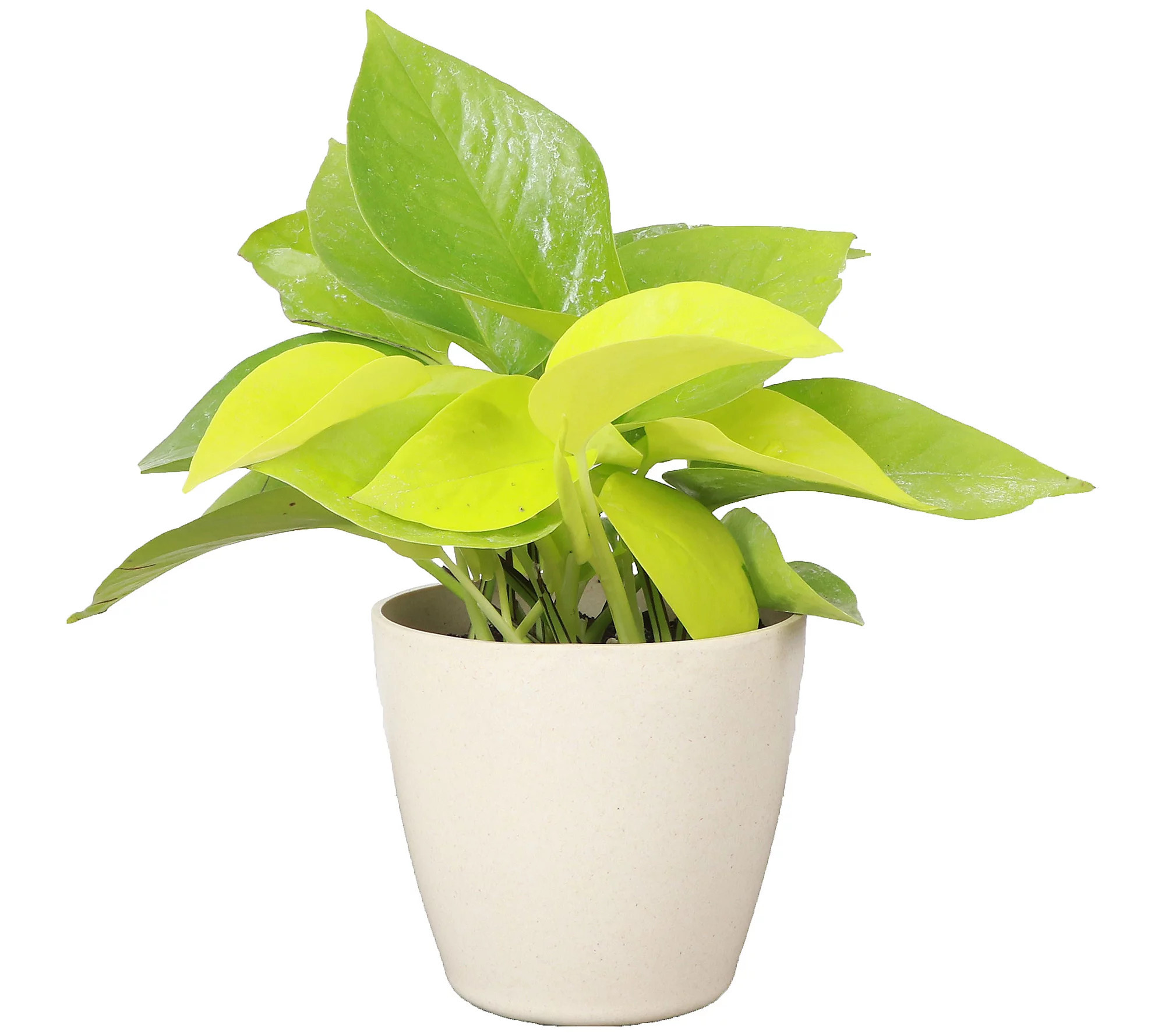 Thorsen's Greenhouse Live 4"" Neon Pothos in Bio egradable Pot | QVC