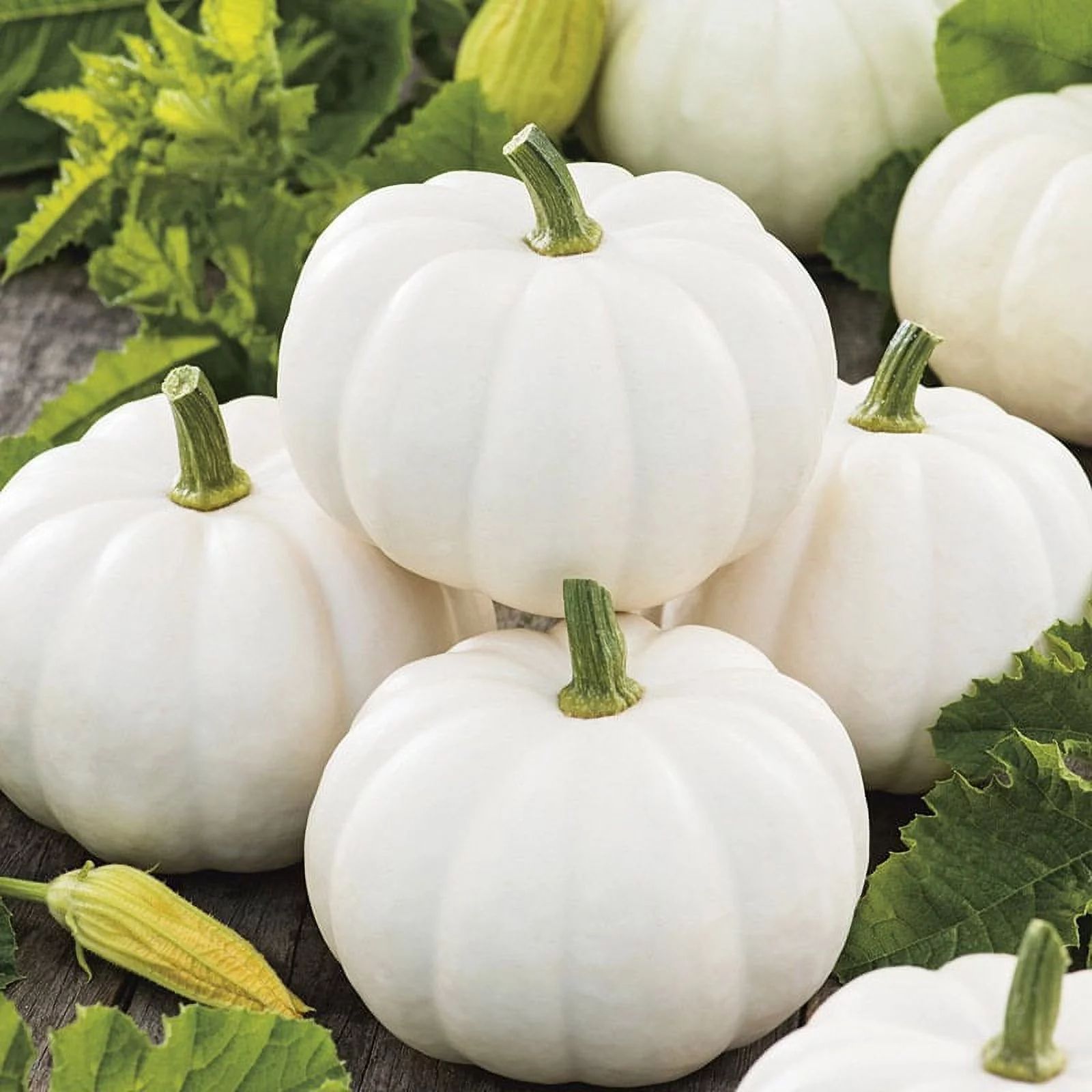TomorrowSeeds - Baby Boo Pumpkin Seeds - 20+ Count Packet - Mini White Pumpkins Jack Be Little Fa... | Walmart (US)