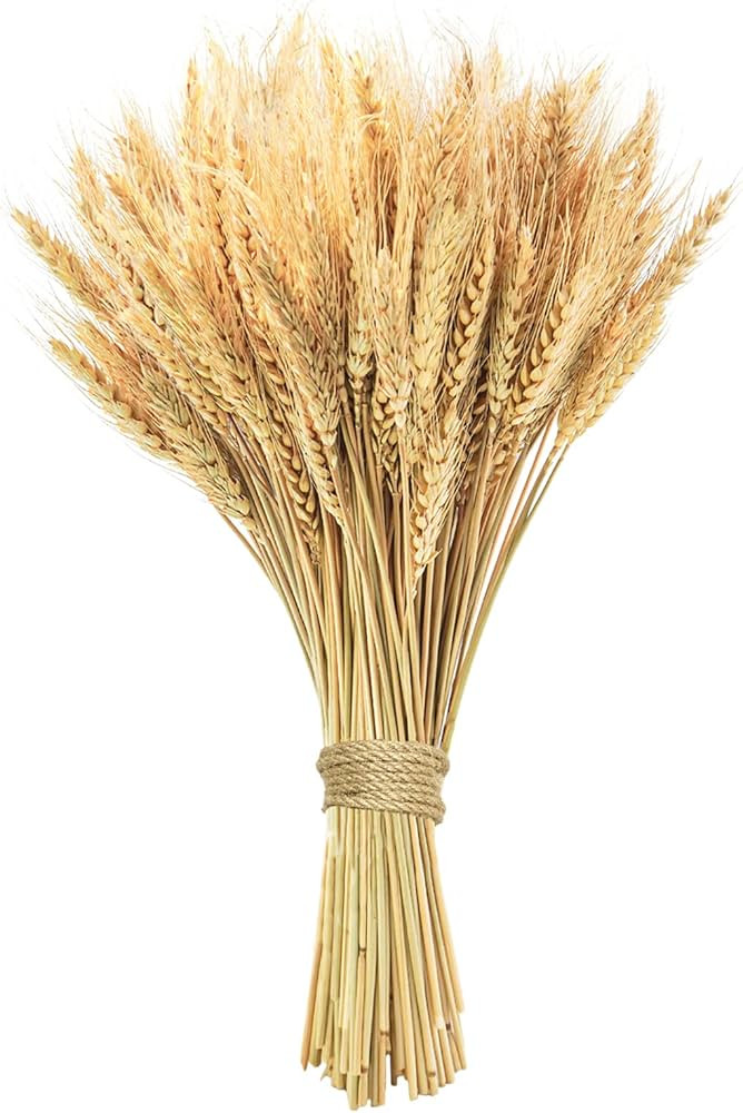 17.7 inches Dried Wheat Stalks, 100 Stems Dried Flowers 100% Natural Wheat for Home Kitchen Offic... | Amazon (US)
