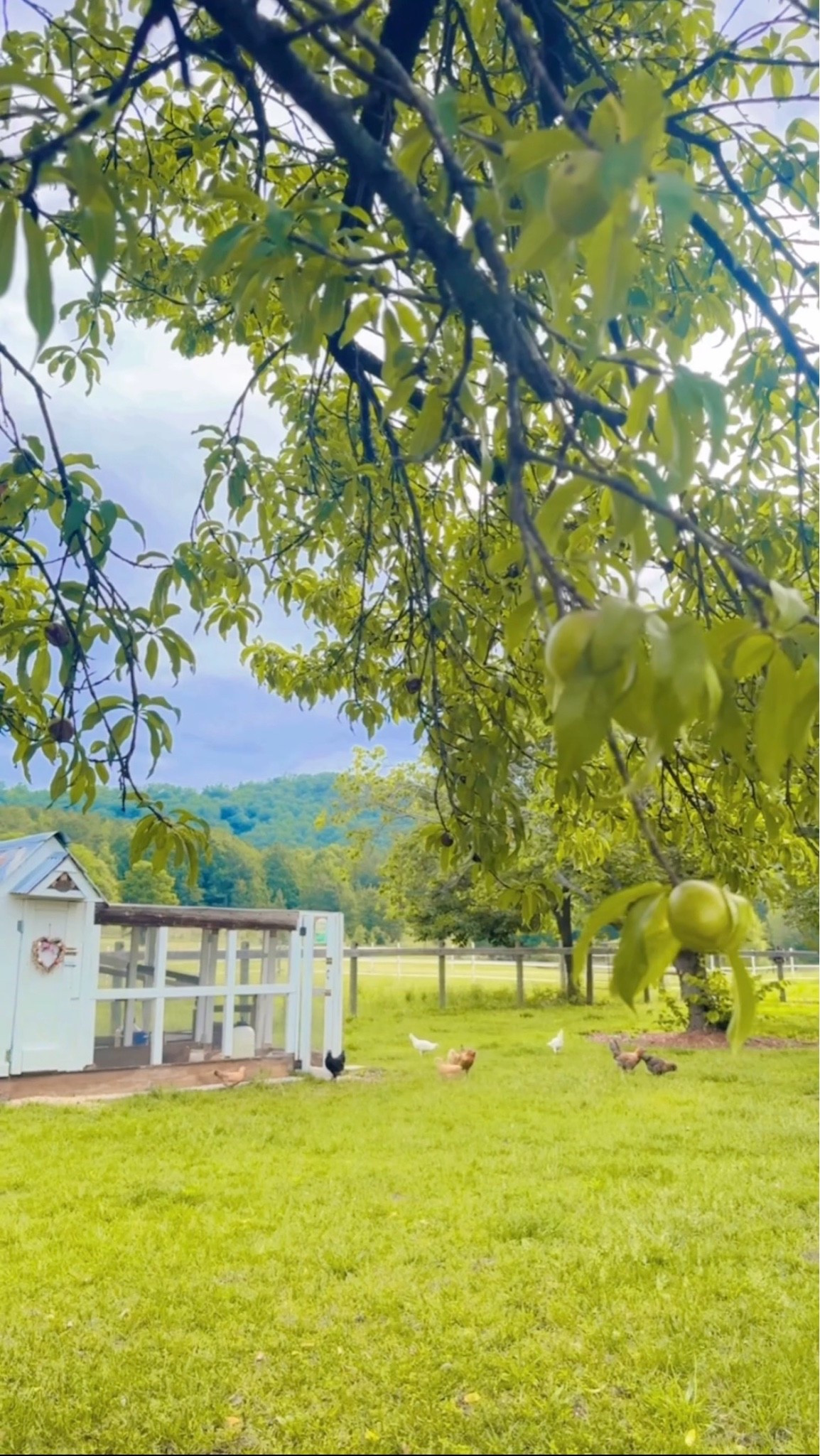 the best kind of saturday morning view if you ask me… 🐓🌾🐴🏡🫶🏽🌳🐥🧺🥚 #farmlife #homesweethome #countryliving #chickenmama #farmsweetfarm