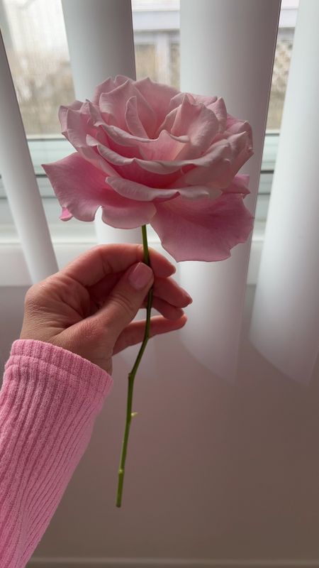 Unique Mother’s Day gift ideas , a pink rose bush 


#LTKhome #LTKfamily #LTKGiftGuide