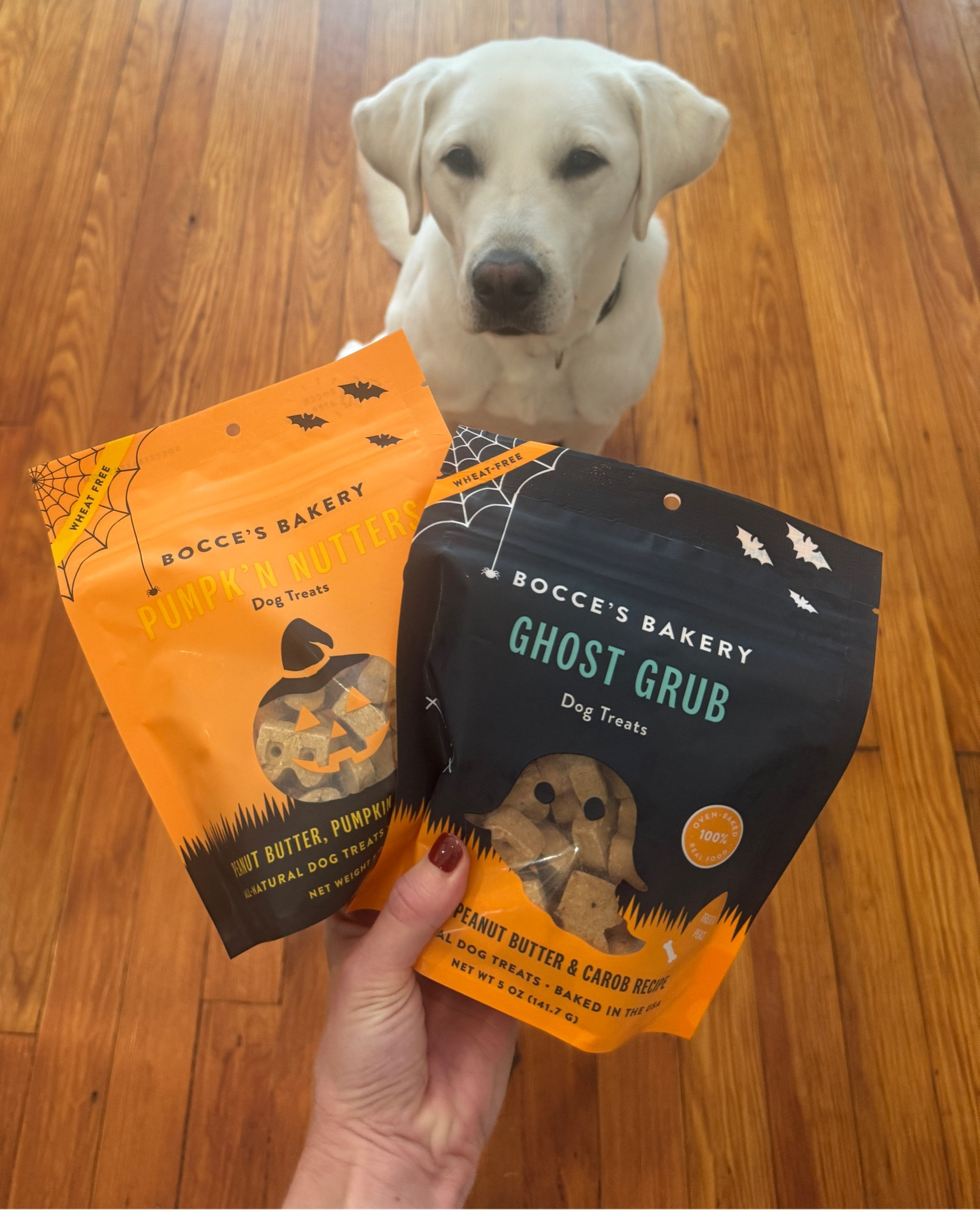 Fun & healthy dog treats on a budget? Sign us (well, Folly) up! 🎃👻

#LTKSeasonal #LTKHalloween