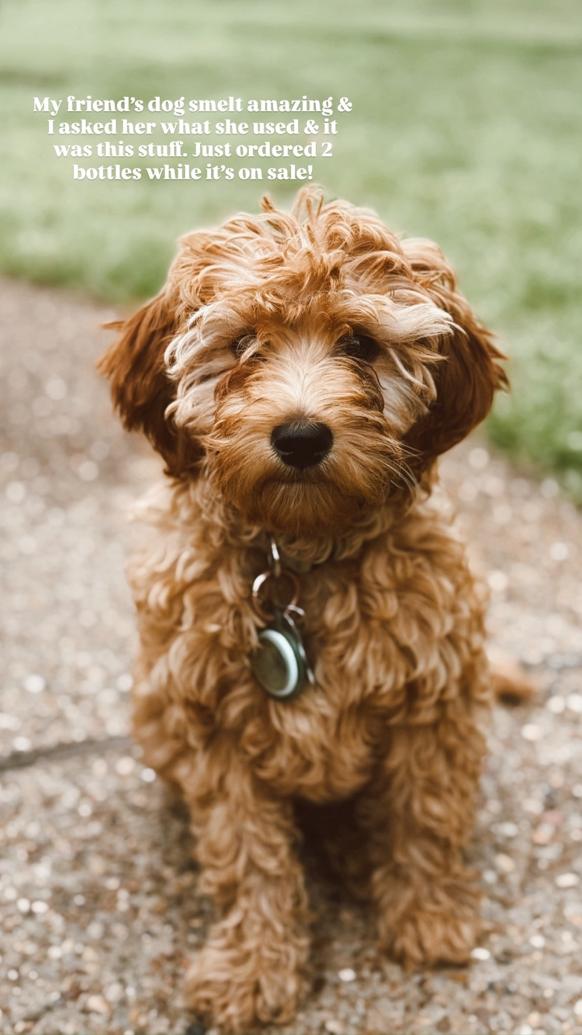 If you have pets, you need this!! 


My friend’s dog smelt amazing & I asked her what she used & it was this stuff. Just ordered 2 bottles while it’s on sale!

#LTKSaleAlert #LTKHome #LTKPets