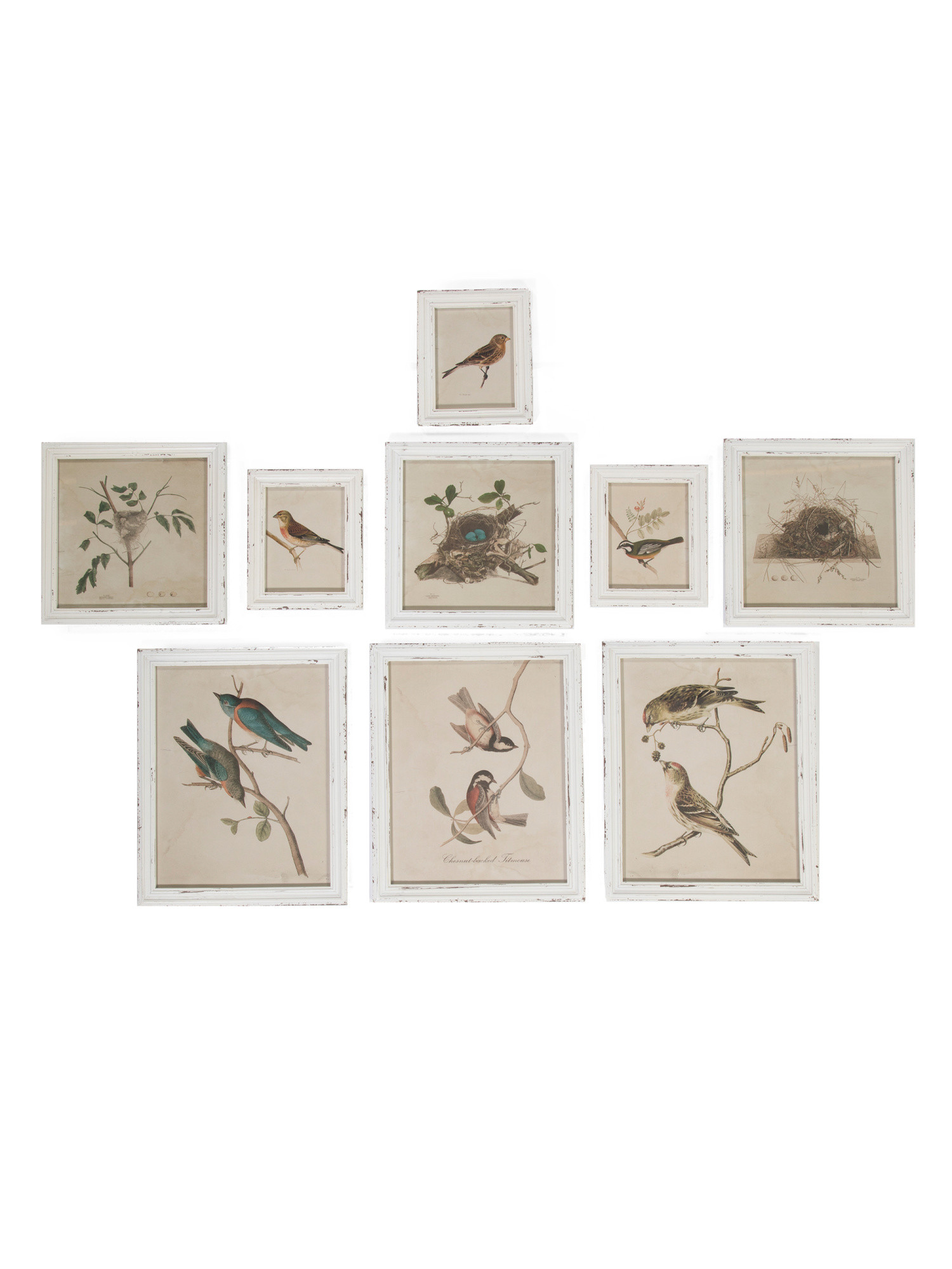 Set Of 9 18x22 16x16 And 10x12 Aviary Bird Nest Habitat Prints | TJ Maxx