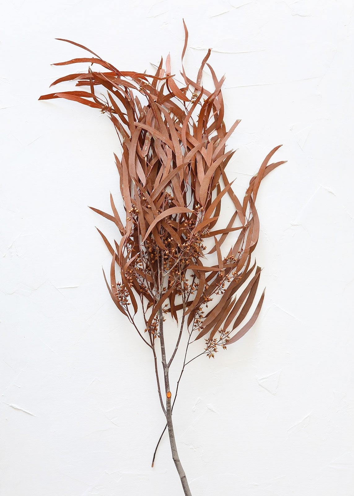 Preserved Seeded Eucalyptus Branch in Terracotta - 28-32" Tall | Afloral (US)