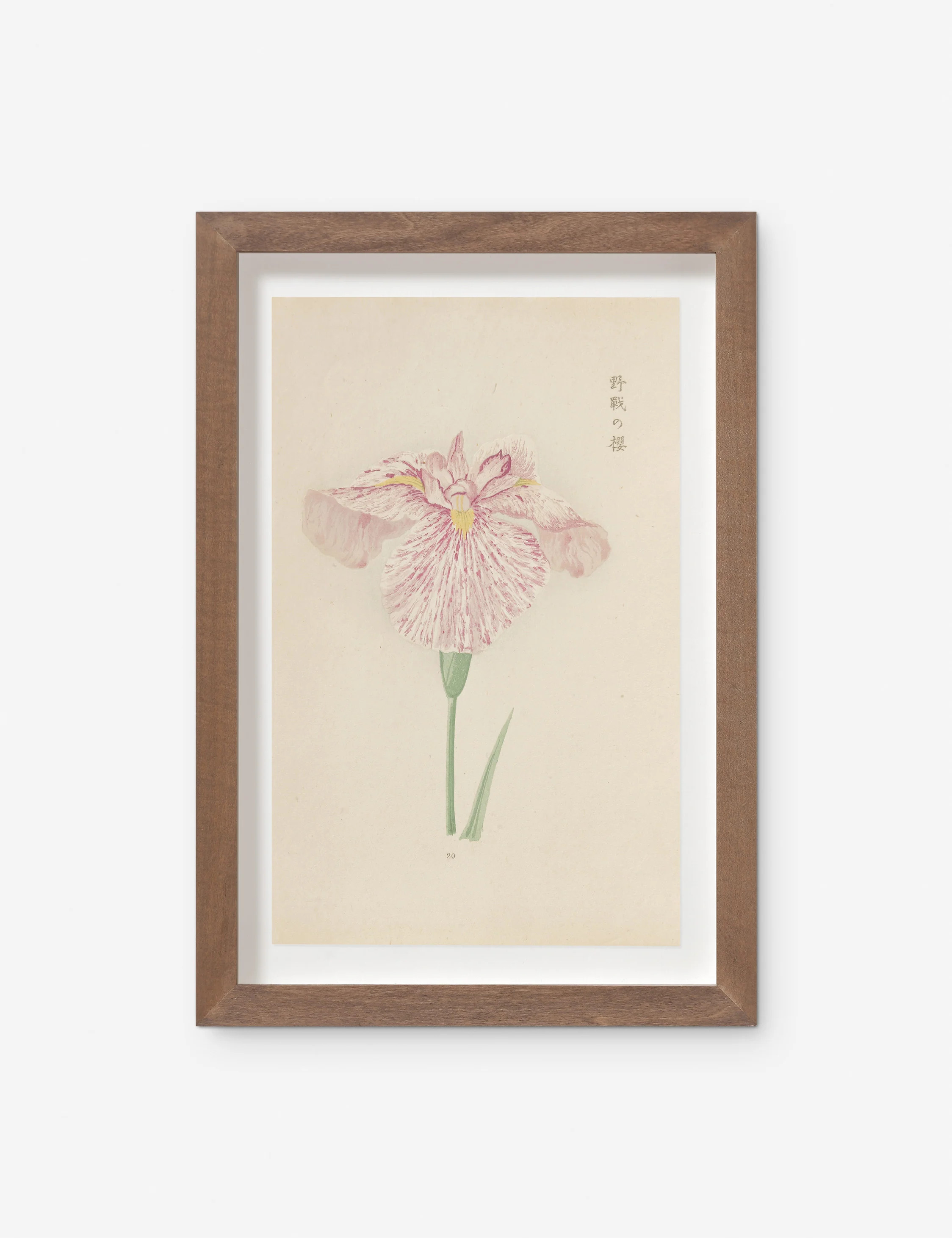 Vintage Japanese Iris No. 20 Wall Art by Miyoshi Manabu | Lulu and Georgia 