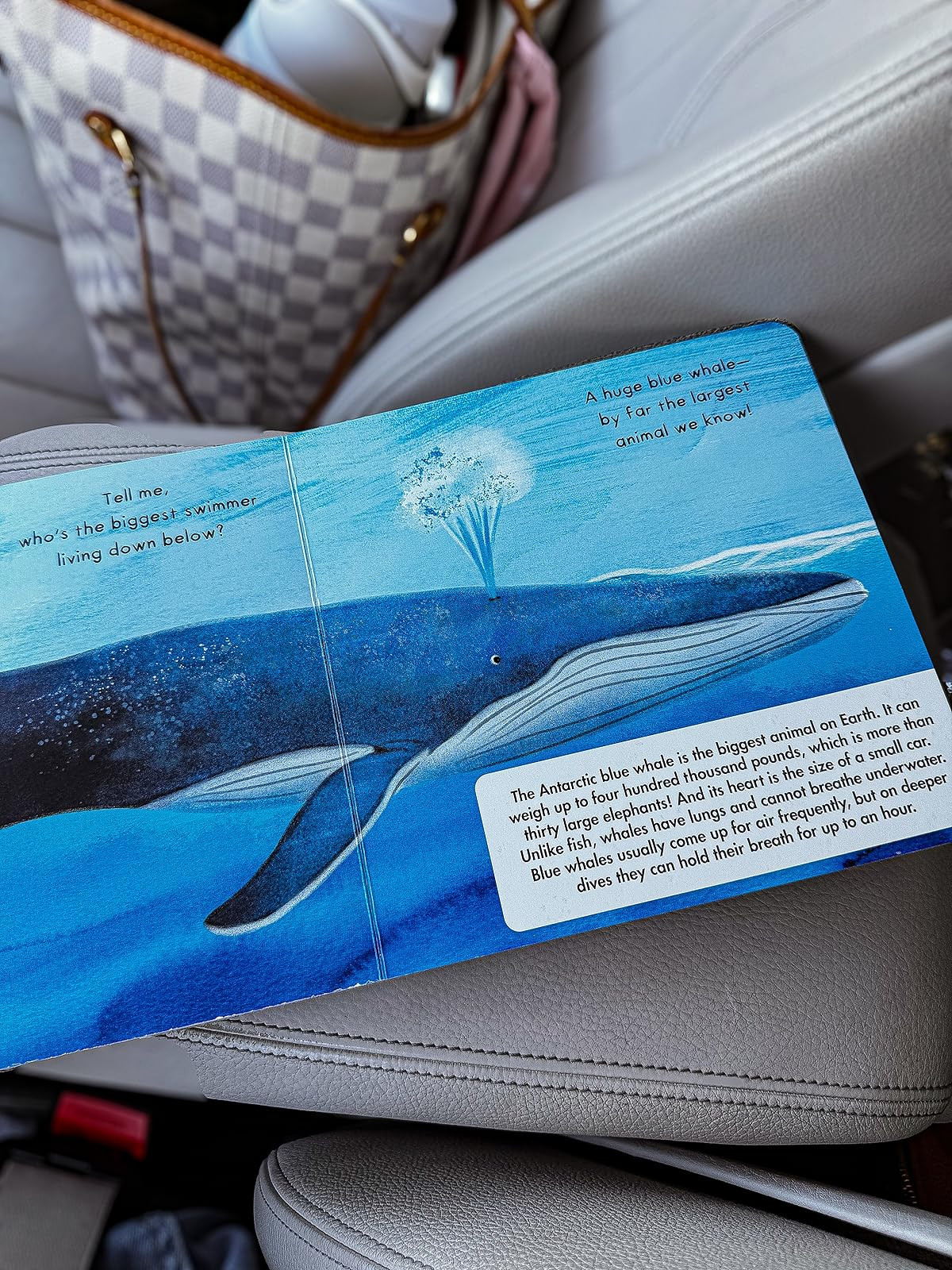 Looking for a stunning and educational ocean book for your little one? This beautifully illustrated page from a children’s nonfiction board book teaches kids all about the Antarctic blue whale—the biggest animal on Earth! With easy-to-understand facts, rhyming text, and vibrant visuals, it’s a perfect pick for curious toddlers and preschoolers who love learning about animals and the sea.

🌊 Ocean animals for kids
🐋 Blue whale facts for toddlers
📚 Nonfiction board books
🧠 Educational books for preschoolers

#OceanBooksForKids #ToddlerBooks #EducationalBooks #BlueWhaleFacts #NonfictionForKids #CapsuleOfSunshine 

 #LTKBaby #LTKKids #LTKFamily