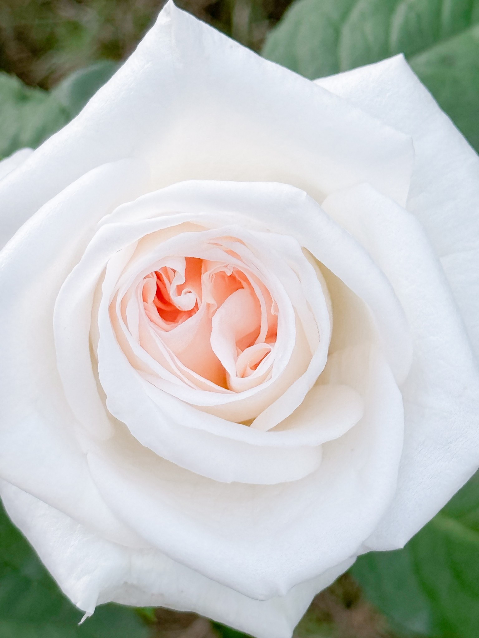 White O’Hara is one of my faves. Such a beauty! 

#LTKHome #LTKFindsUnder100 #LTKSeasonal