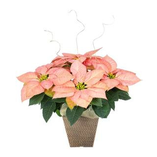 2 Qt. Viking Cinnamon Poinsettia w/ Deco Pot (1-Pack) | The Home Depot