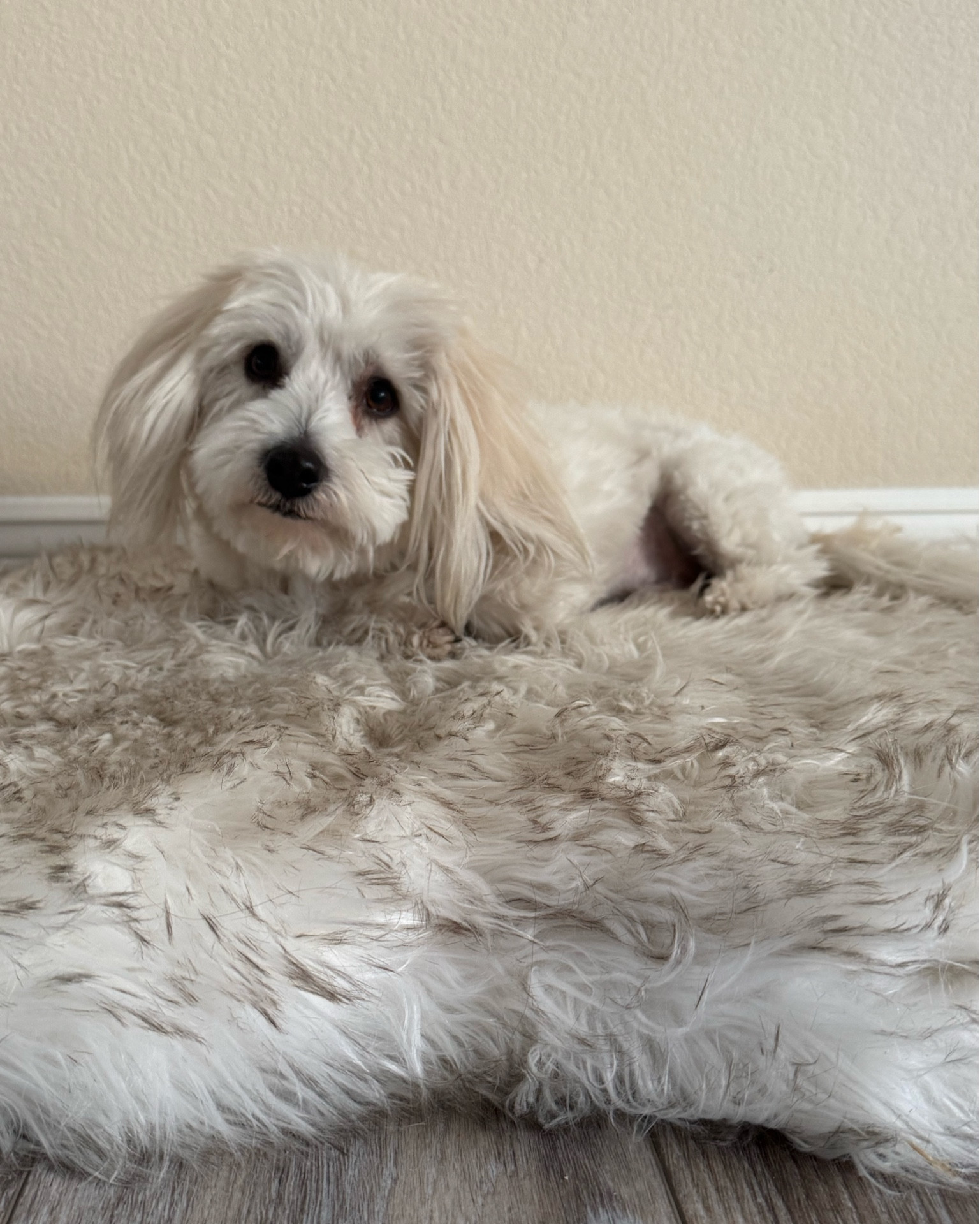 Hanging on my Faux Fur Orthopedic Dog Bed - Curve White with Brown Accents

#dogbed #giftfordogs #dogmom #dogmomgift #LTKDog LTKPet 

#LTKHome #LTKHoliday #LTKGiftGuide
