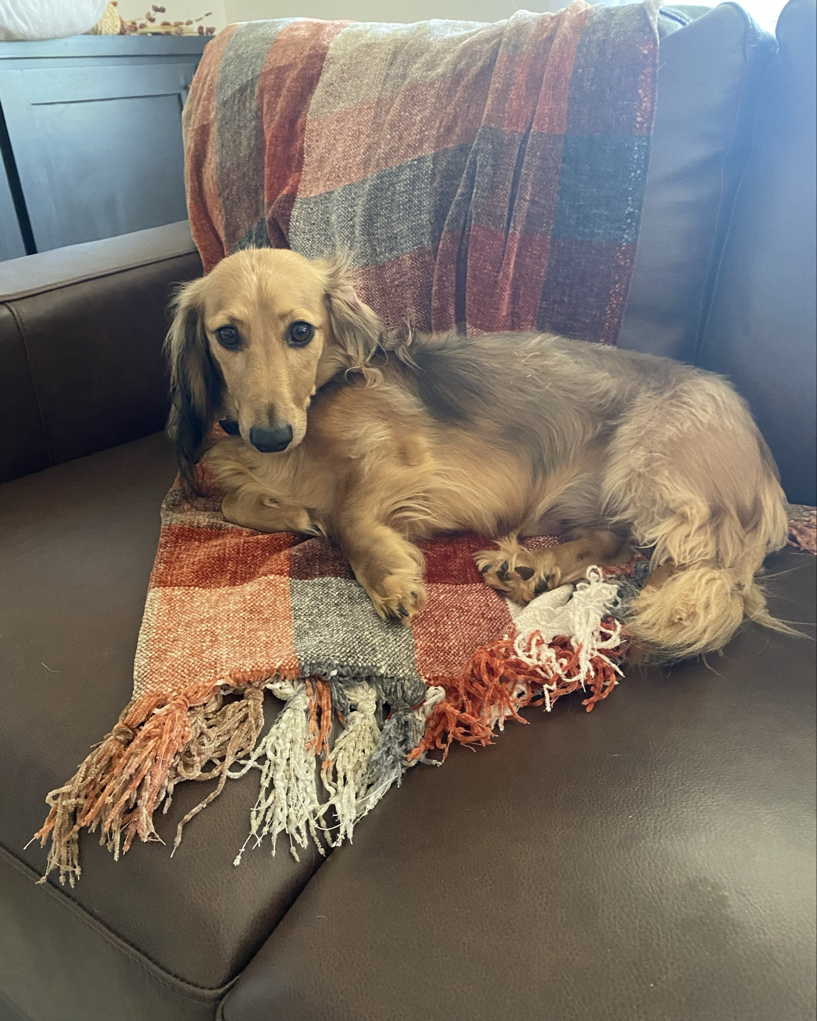 When your dachshund is the perfect color for your fall decor. Check out this beautiful throw. It’s OekTex certified and super soft. 

#LTKSeasonal #LTKFindsUnder50 #LTKHome