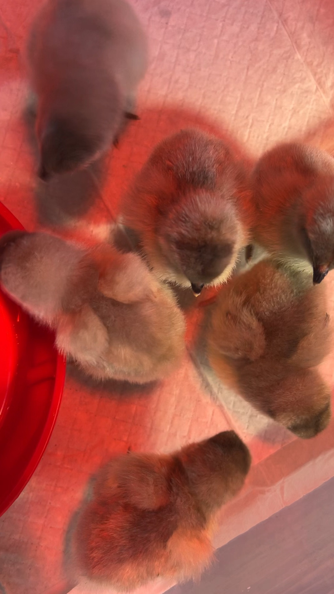 Everything we’ve bought for the chicks so far!! 

Chick brooder, chick care, chickens, chick must haves, chick essentials

#LTKHome #LTKmomlife #LTKdayinmylife