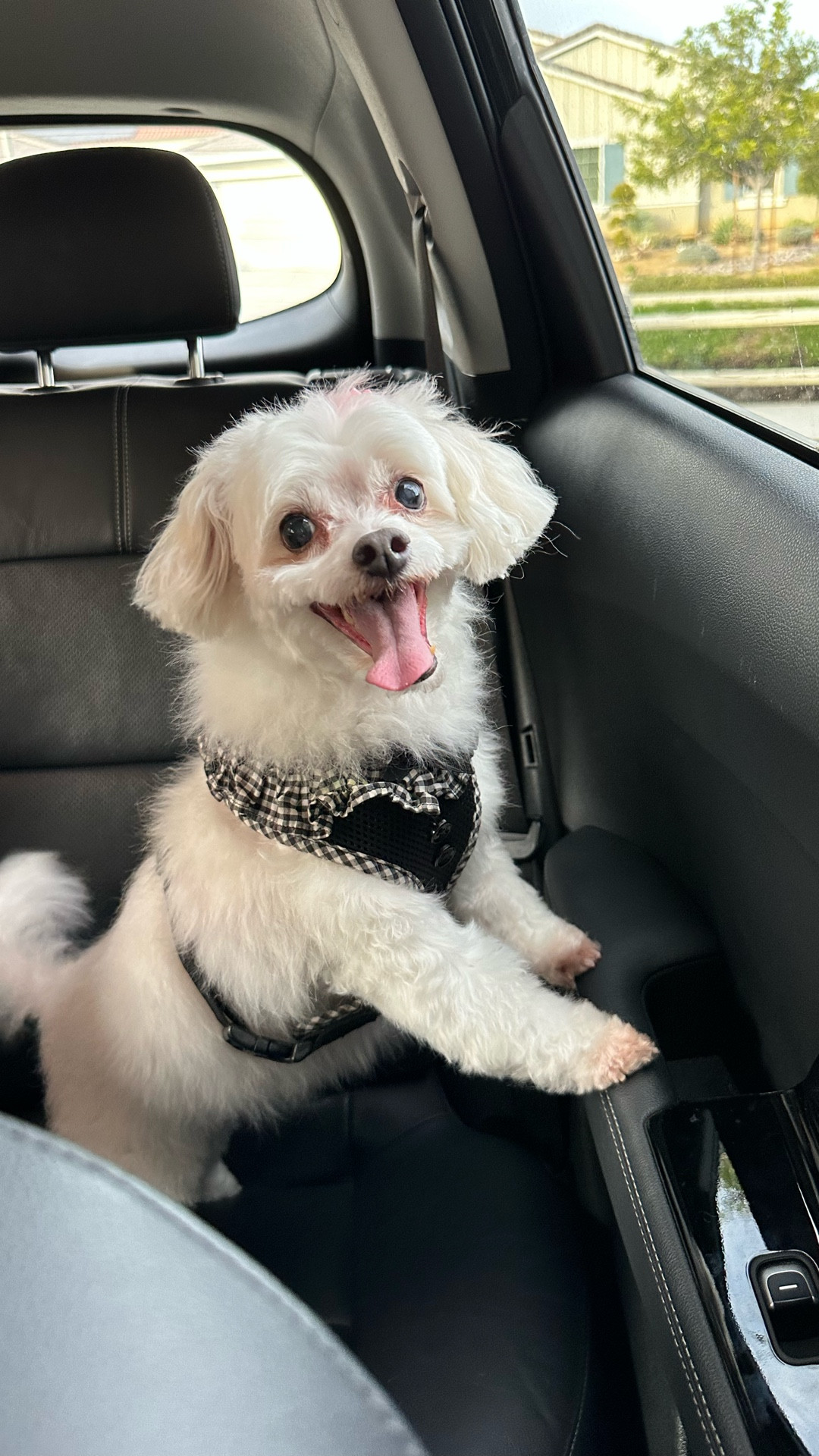 Love this dog harness for the dogs, which also works with their car seat 10 out of 10 recommend

#LTKmomlife