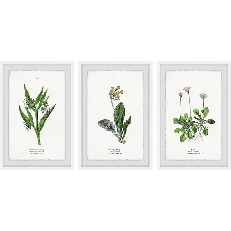 'Pulsatilla Flowers Triptych' 3 Piece Framed Graphic Art Print Set | Wayfair North America