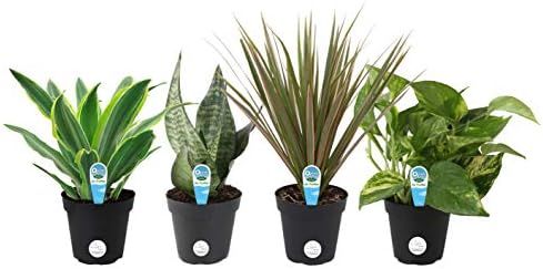 Amazon.com : Costa Farms Clean Air-O2 For You Live House Plant Collection 4-Pack, Assorted Foliag... | Amazon (US)