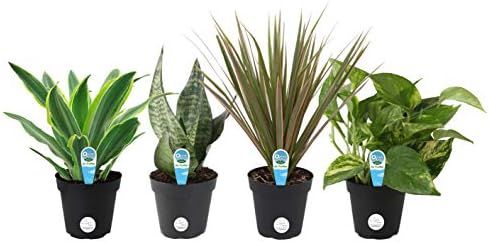 Costa Farms Assorted Foliage Clean Air House Plant Collection, 8-Inches Tall, Green | Amazon (US)