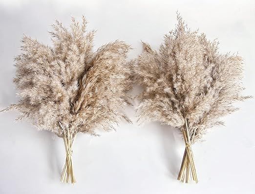Pampas Grass Decor, Natural Dry Pampas Grass Small, Short Pampass Bulk for Farmhouse, Wall, Kitch... | Amazon (US)