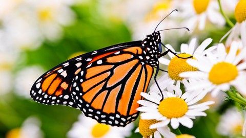 Gardening Know How: Attracting Birds and Butterflies | Udemy