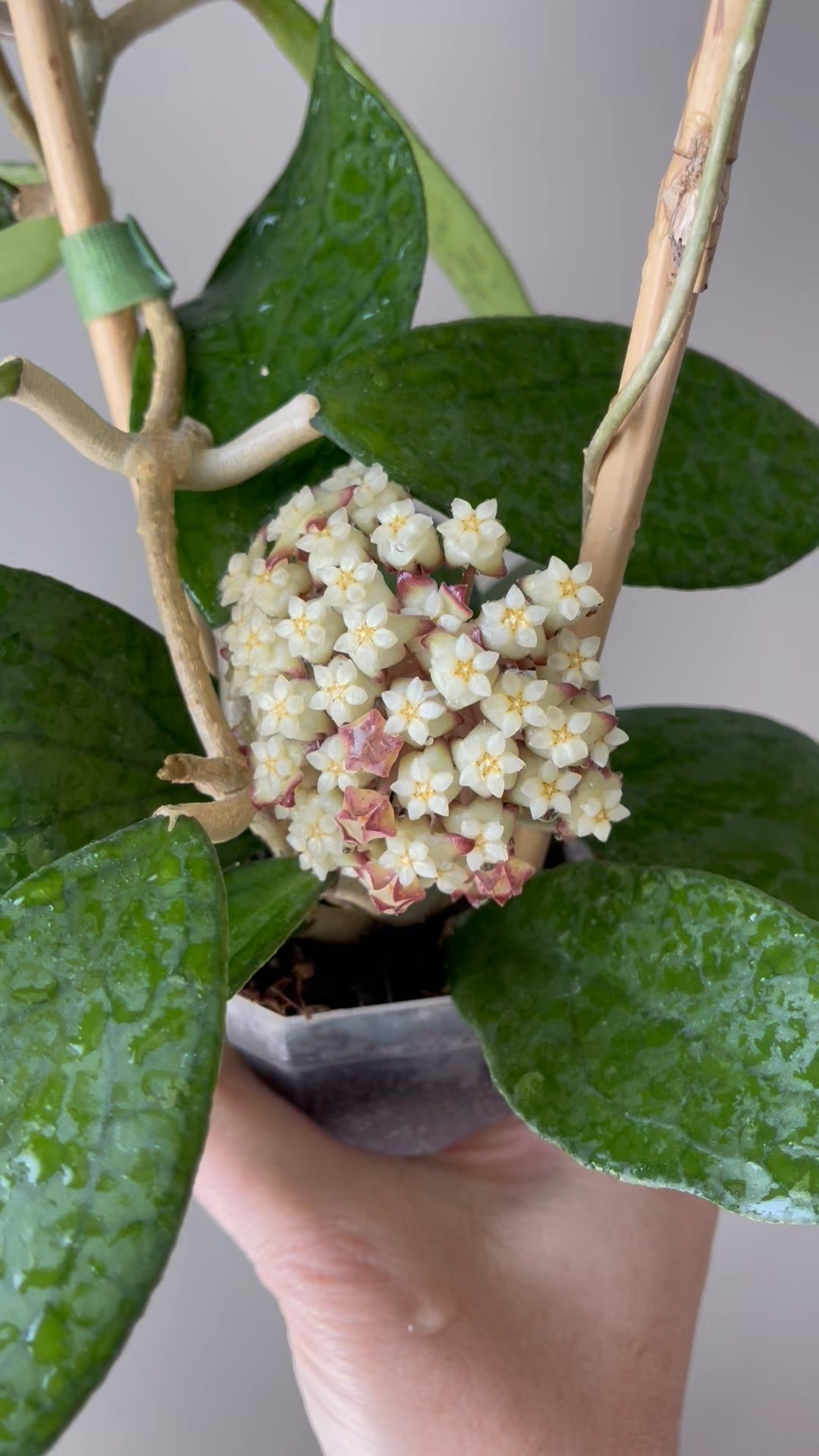 #hoyajennifer was made for all you Jennifer’s out there!!! Can we just take a moment for this full, fabulous umbel? She’s showing off!

Have you noticed that I film the majority of my plants with water 💦 on them? It’s because I coordinate their shower with my post. I’ve got around 160 hoyas in my collection. I rotate through my collection pretty much in order, so they get their leaves cleaned once every 3-4 months. 😁 When I wash their leaves, I also make sure to let the water runs through the medium and let it flow out the bottom of the pot. I do this to flush out extra salt build up from my fertilizer. It’s important to fertilize, but it’s also important to flush the in salts out too!

Liz’s personal experience only…every environment is different:
🪴Name: #hoyacvjennifer 
🪴Light: outside 
🪴Water: when dry
🪴Avg Temp last 30 days: 88F
🪴Relative Humidity last 30 days: 75%
🪴Fussy: not for me
🪴Rate of growth: slow 
🪴Rareness: this one has been available for many years, however I don’t see it in many private collections 
🪴Growing Medium: coco husks (comment “shop” for a direct link) 
🪴Fertilizer: I apply a nutrient-rich fertilizer tailored for Hoyas approximately every other watering when the plant isn’t dormant. It’s packed with essential macro and micronutrients, it’s the best I’ve found for hoyas!🪴(drop “shop” in comments for a link straight to your DMs)
🪴Time In My Care: 3 Years 
🌸Age until 1st bloom: 2 years 
🪴Would Liz recommend this one: yes

#ilovehoyas #hoyacollector #hoyahead #hoyaappreciation #hoyacollection #plantsmakemehappy #ihavethisthingwithplants #easilydistractedbyplants 

#LTKFindsUnder50 #LTKHome #LTKFindsUnder100