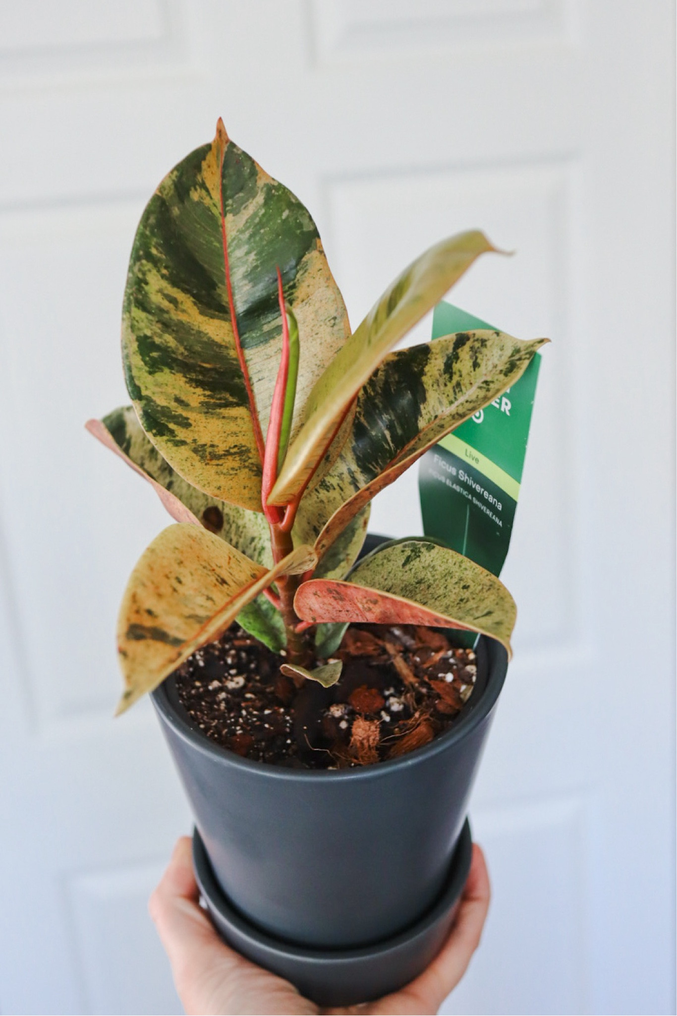 A fun new plant from Hilton Carter and Target- a ficus shivereana. 

Do you own a ficus and what are your go-to plant tips? 

#ficus #target #plants 

#LTKfindsunder50 #LTKhome #LTKxTarget