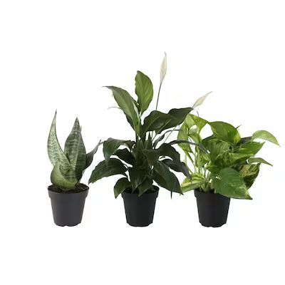 Costa Farms 4-in 3-Pack White Air Cleaning Foliage Plant Mix2 in Plastic Pot (Fol4Cm2) Lowes.com | Lowe's