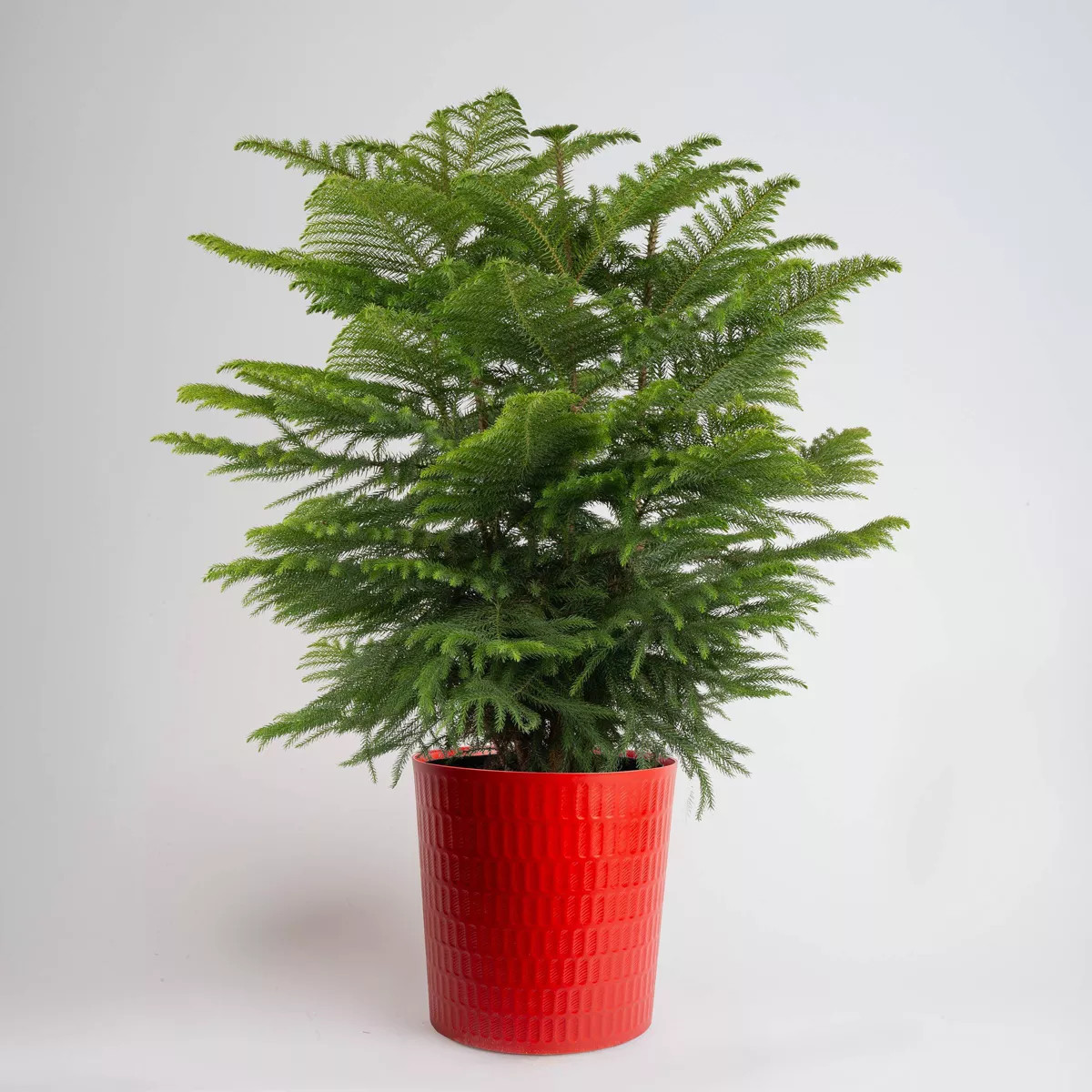 9" Norfolk Island Pine Plant | Target