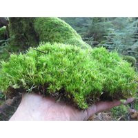 Mood Moss, 1 Gallon Bag, Live Moss, Great For Terrariums & Weddings Curly Mood, Sheet Live Sheet Green Moss | Etsy (US)