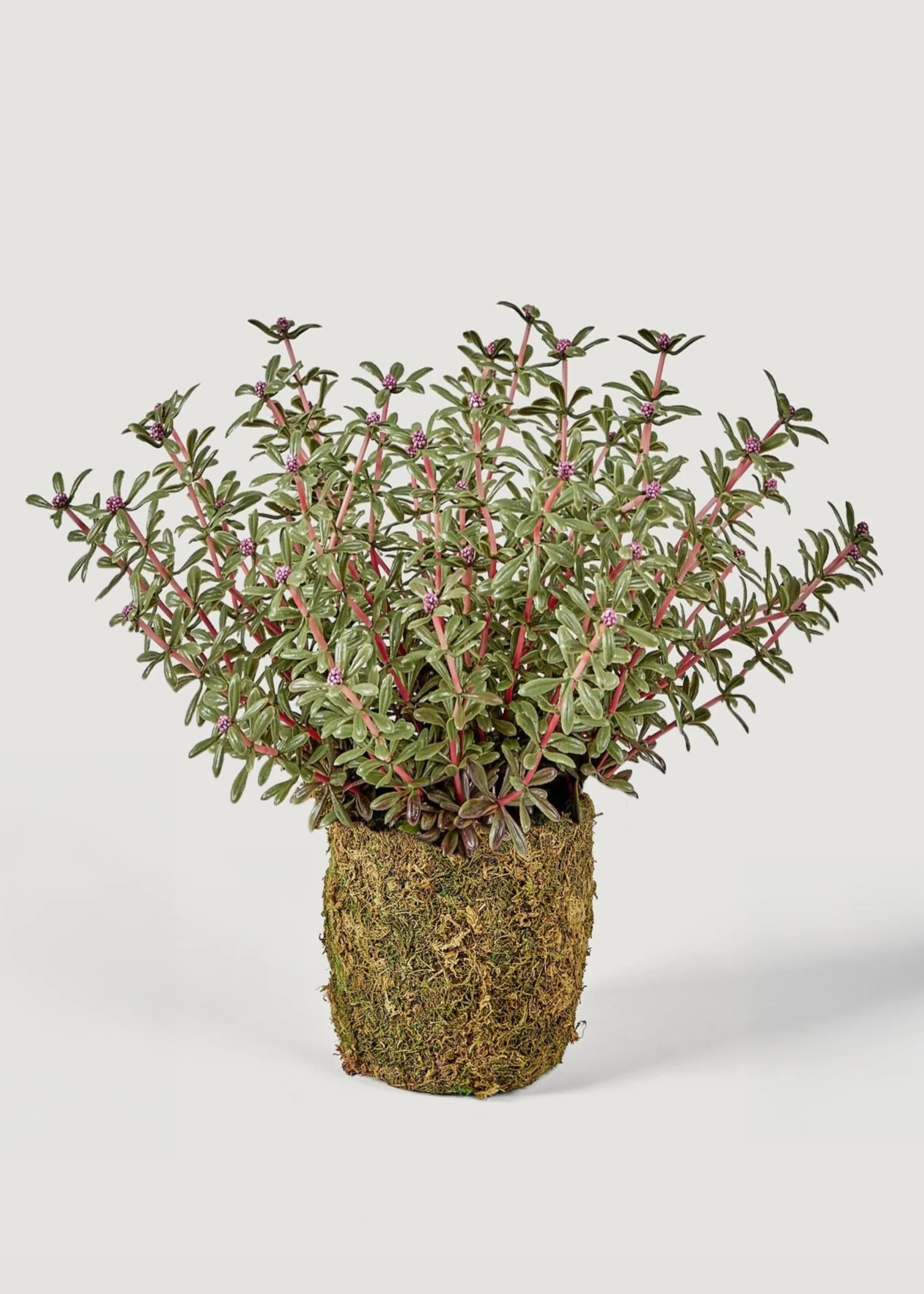 Drop-In Aeonium Succulent Plant | Realistic Fake Plants | Afloral | Afloral