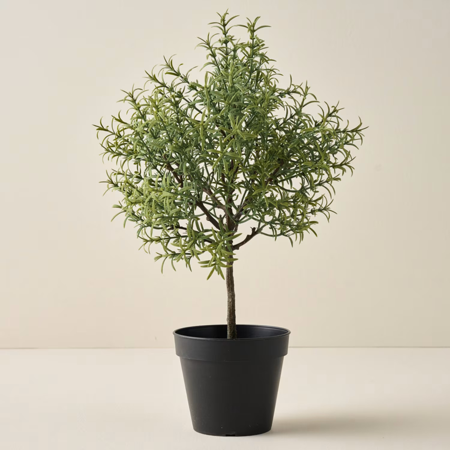 Potted Rosemary | Magnolia