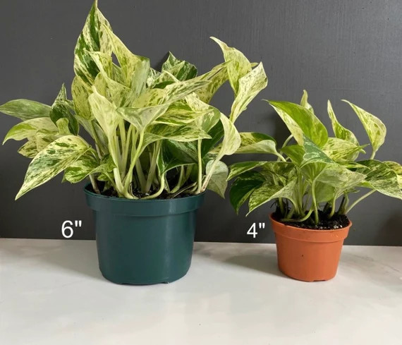 Marble Queen Pothos-epipremnum Aureum 2 Sizes Available - Etsy | Etsy (US)