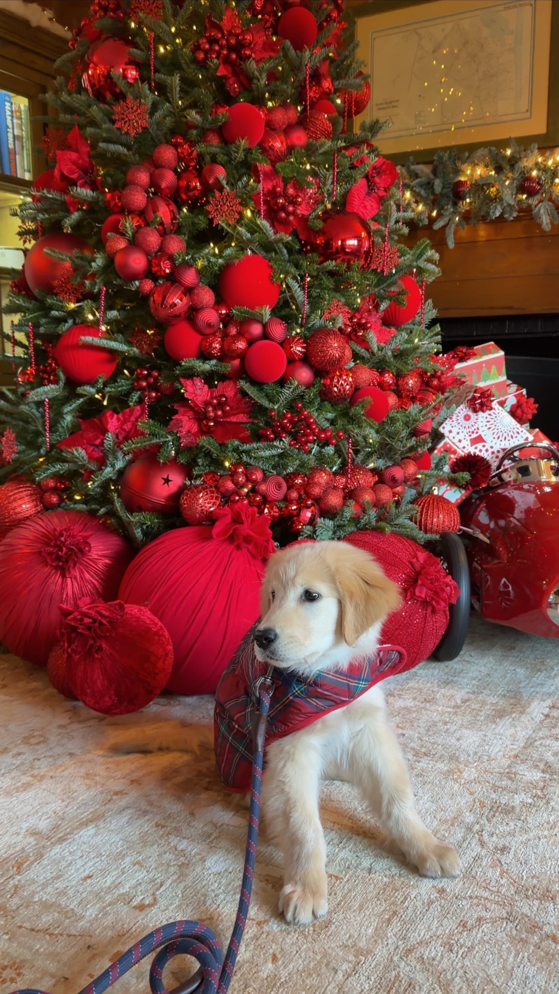 [12/8/25] Christmas Laird 🎄❤️

Featuring his personalized holiday jacket (I am obsessed!!) I got him a medium since he’s growing so fast and he’s been wearing it for a few weeks now! Great gift idea for pet lovers 

#LTKGiftGuide #LTKSeasonal #LTKHoliday