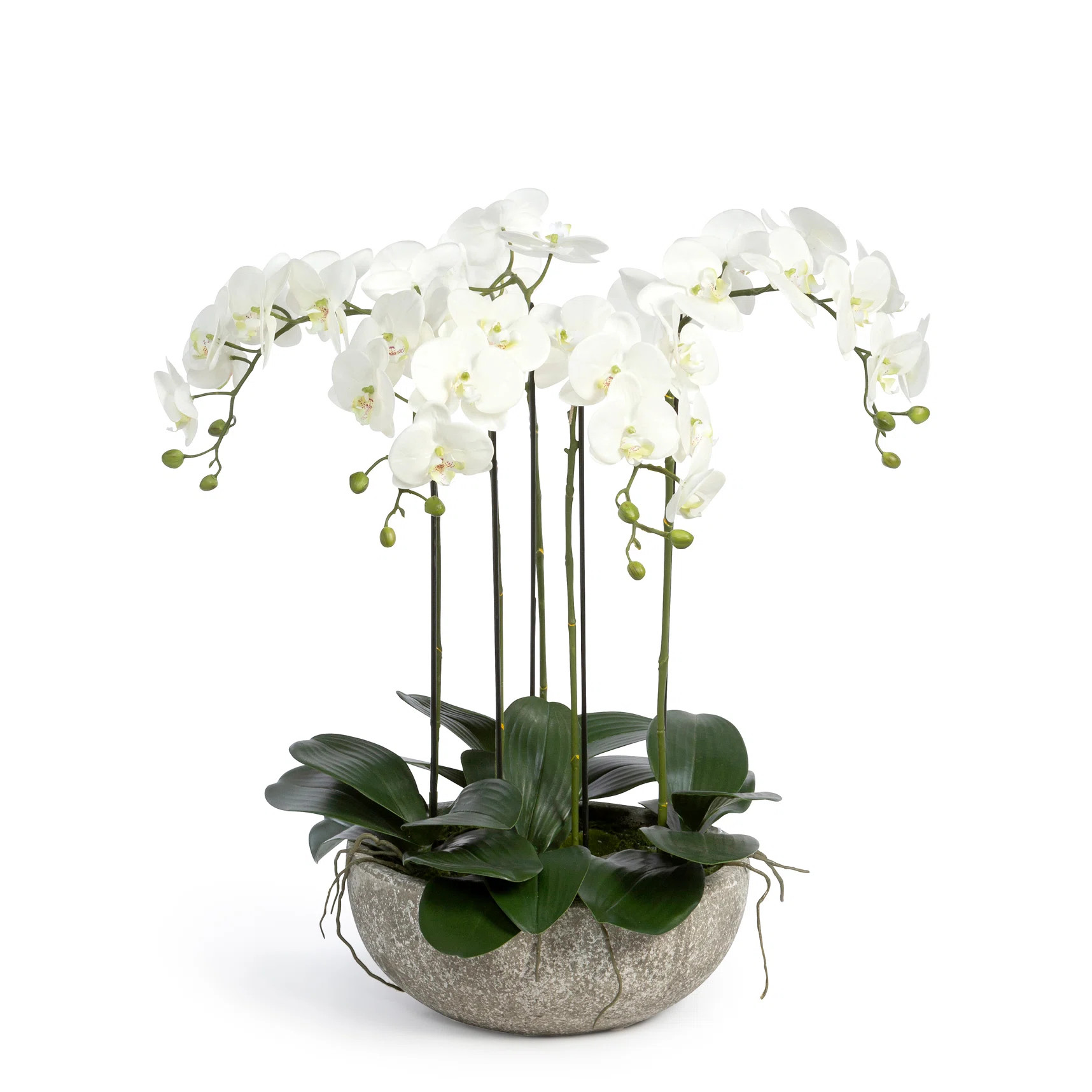 Park Hill Collection Phalaenopsis Orchid Plant in Concrete Bowl | Wayfair | Wayfair North America