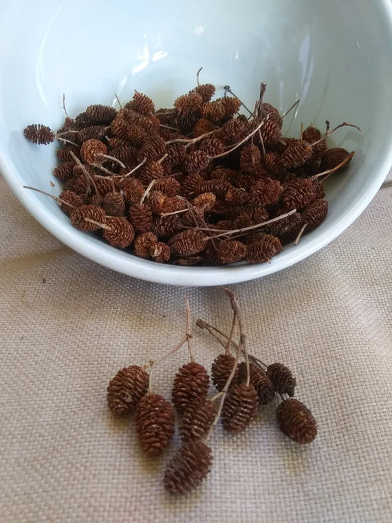 100 Natural Alder Cones  Aquariums  Shrimp Tanks | Etsy (US)