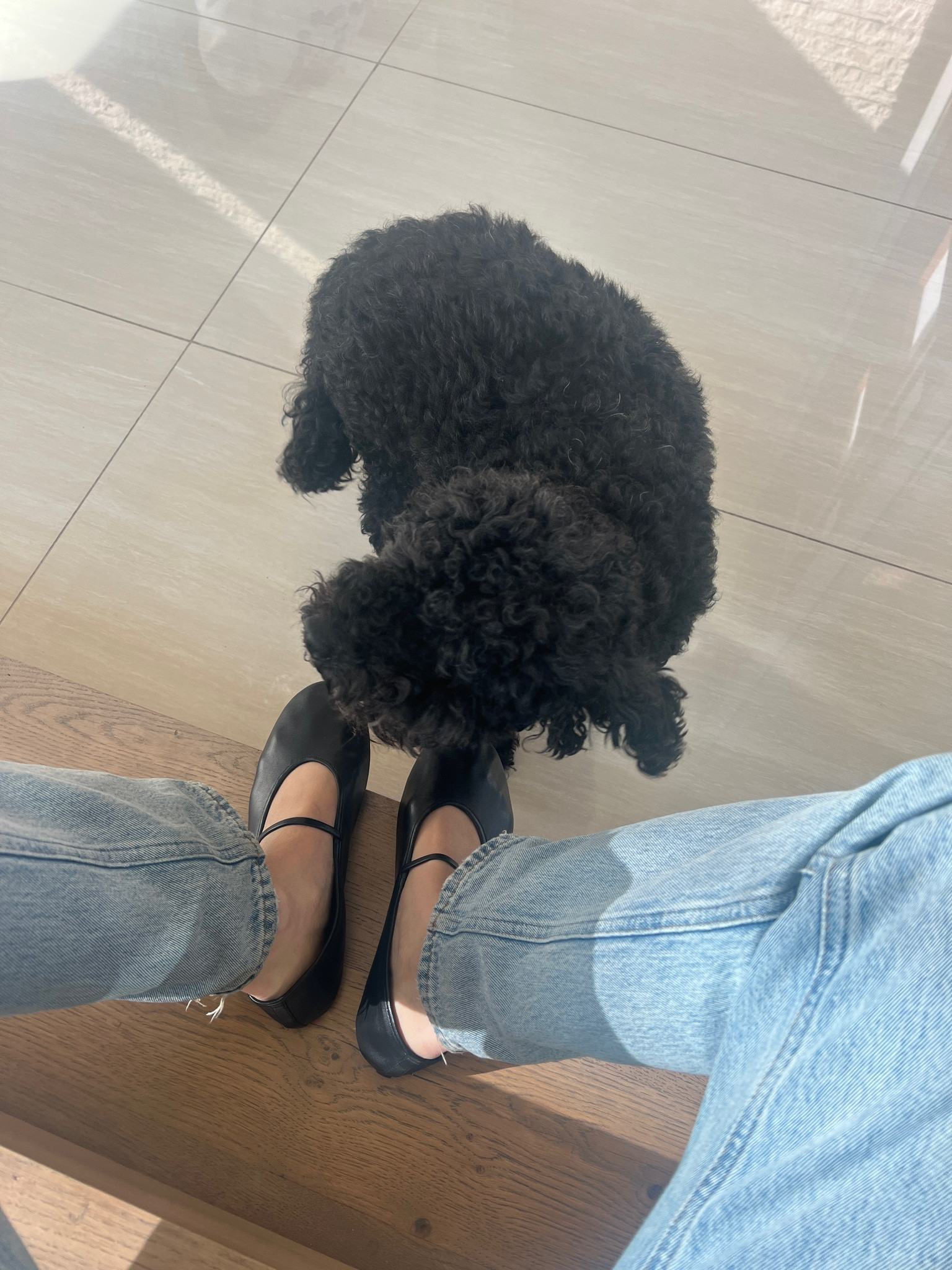 Pup & shoes. Pup not for sale 😇

#LTKHoliday #LTKSeasonal #LTKGiftGuide