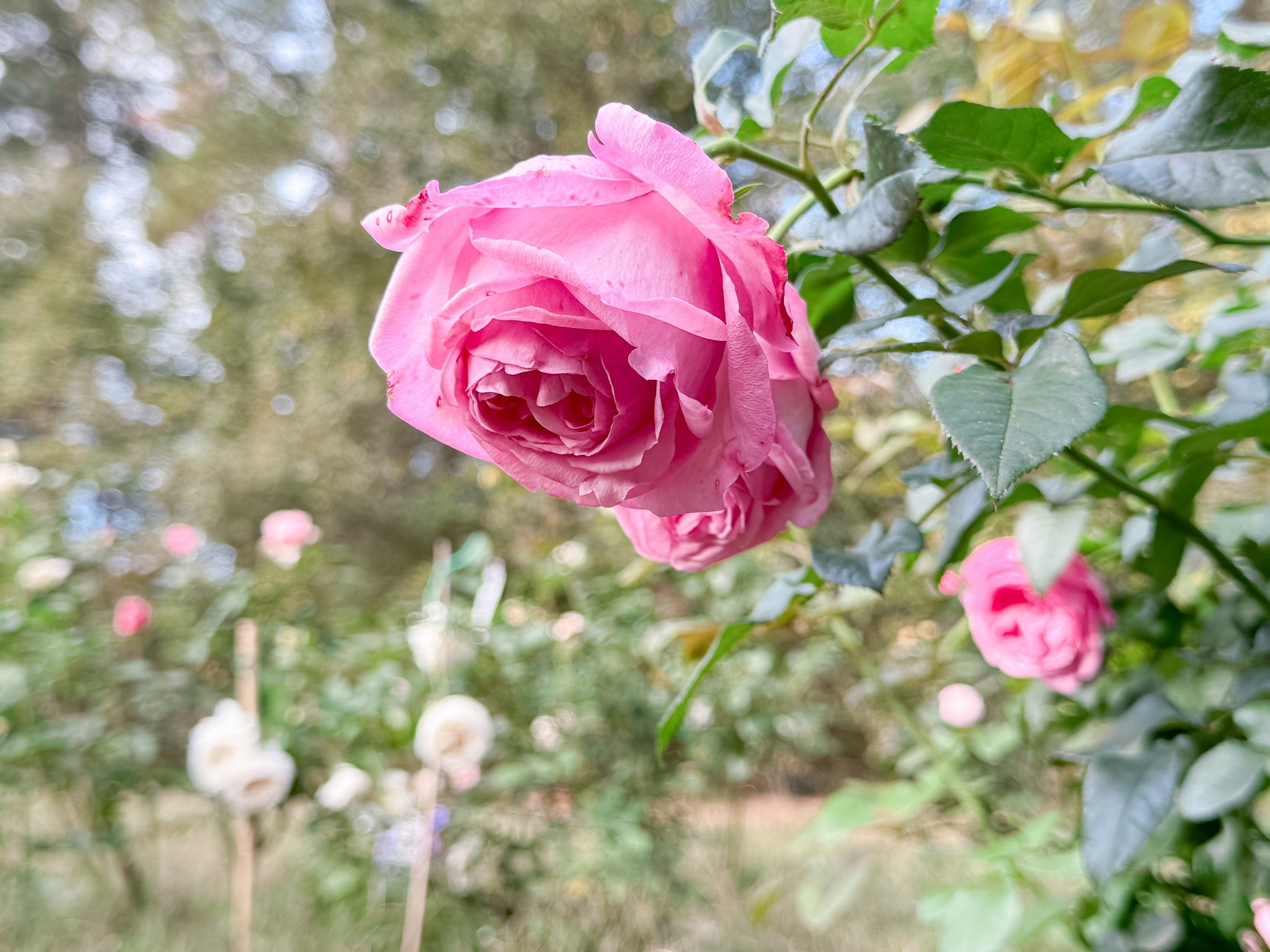 Ballgown Romantica is a gorgeous rose for a cottage garden  

#LTKspring #LTKSeasonal #LTKspringtrends