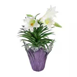 6 in. Easter Lilium Lily Floral Plant | The Home Depot
