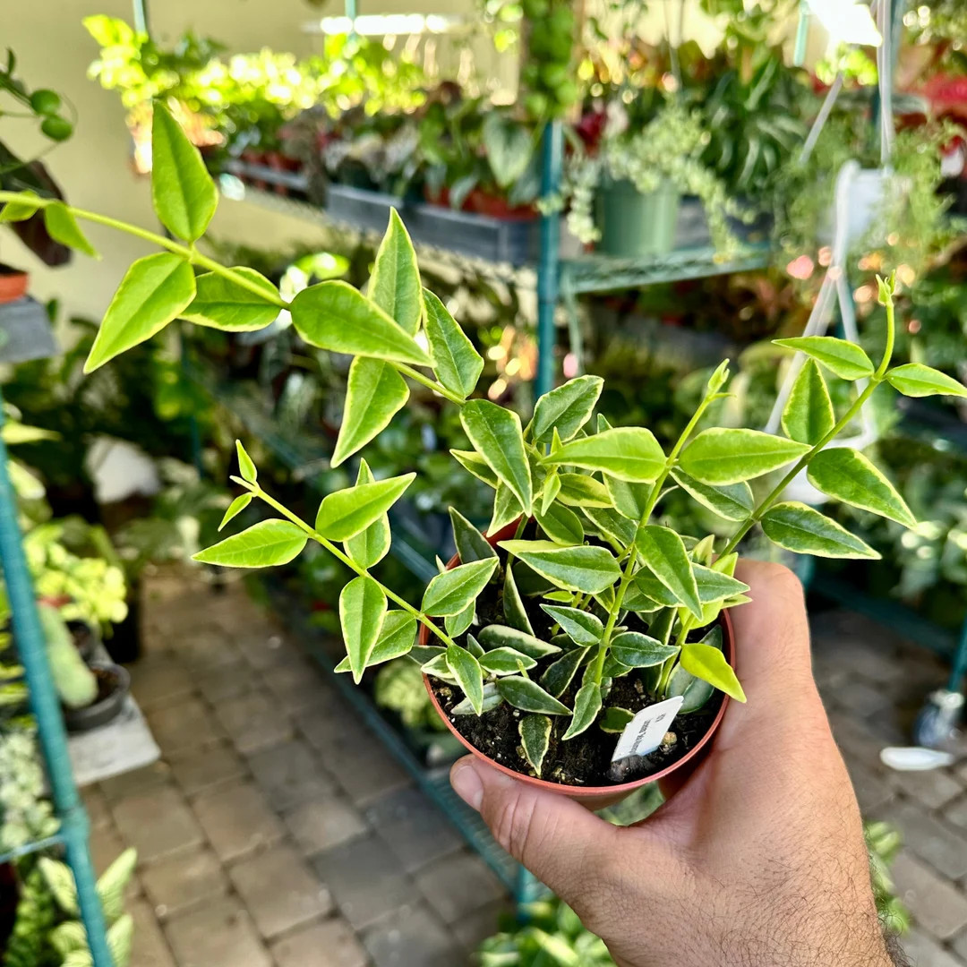 4 Hoya Bella outer Variegated - Etsy | Etsy (US)