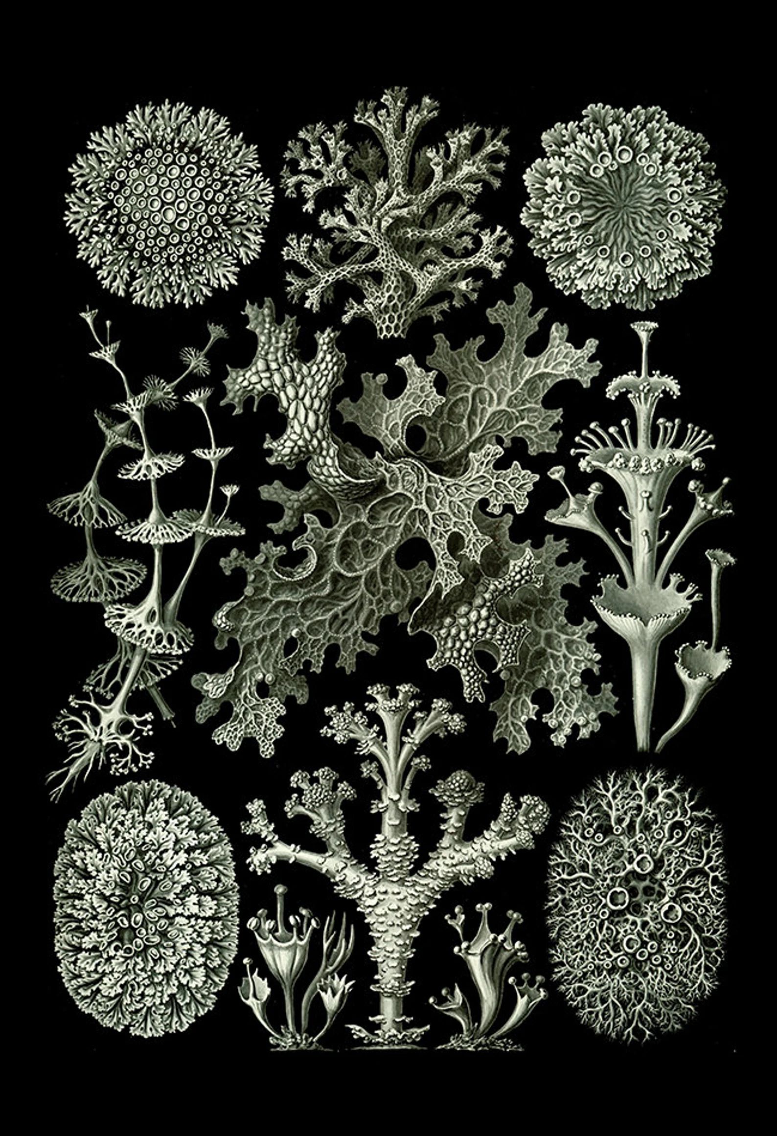 ERNST HAECKEL PRINT Nautical Print Antique Nature Print - Ribba Giclee Print - Beach House Decor ... | Etsy (US)