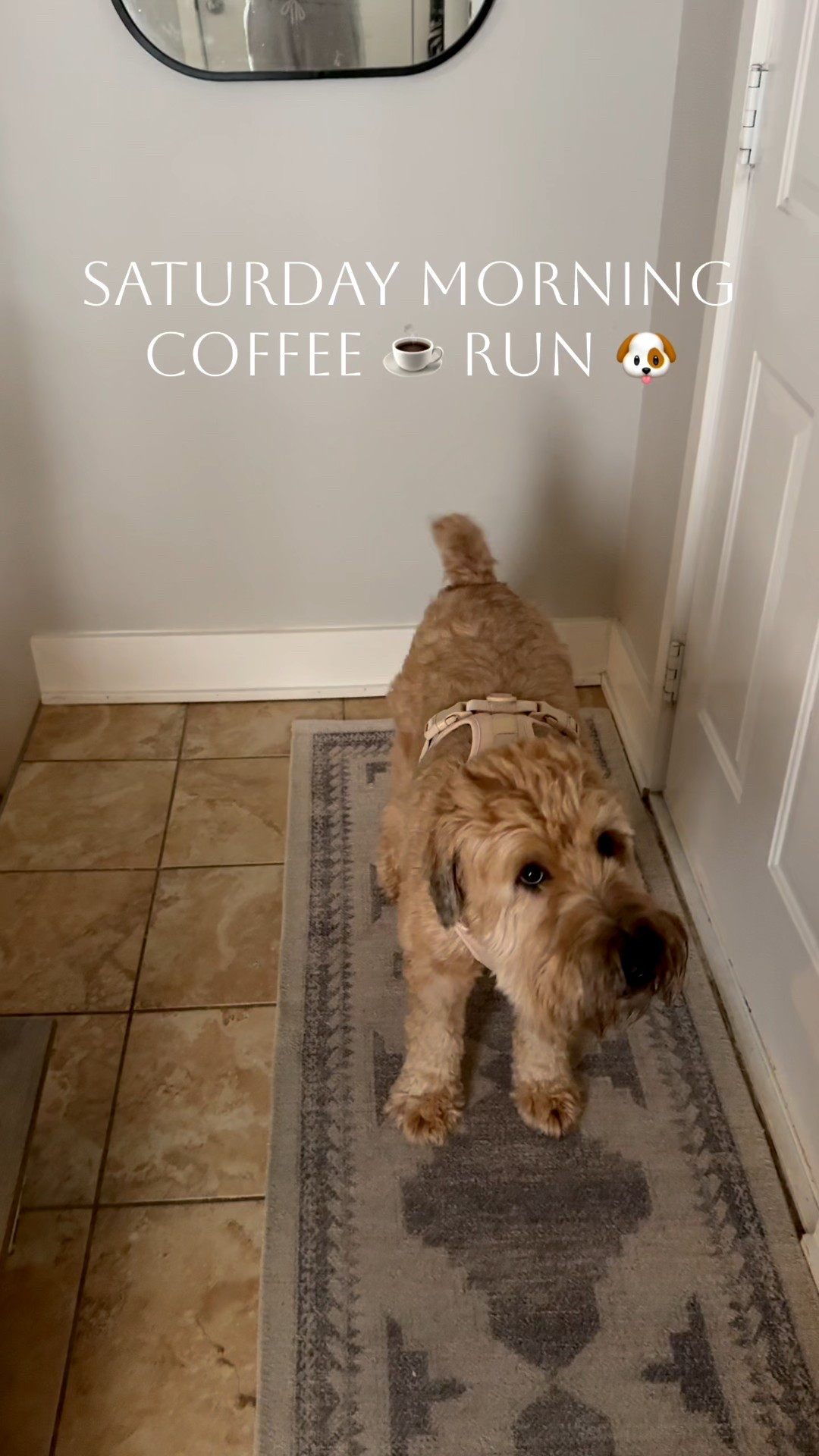 Our Saturday morning coffee run!  Amazon dog car seat cover and dog harness linked! 


#LTKFindsUnder100 #LTKPets