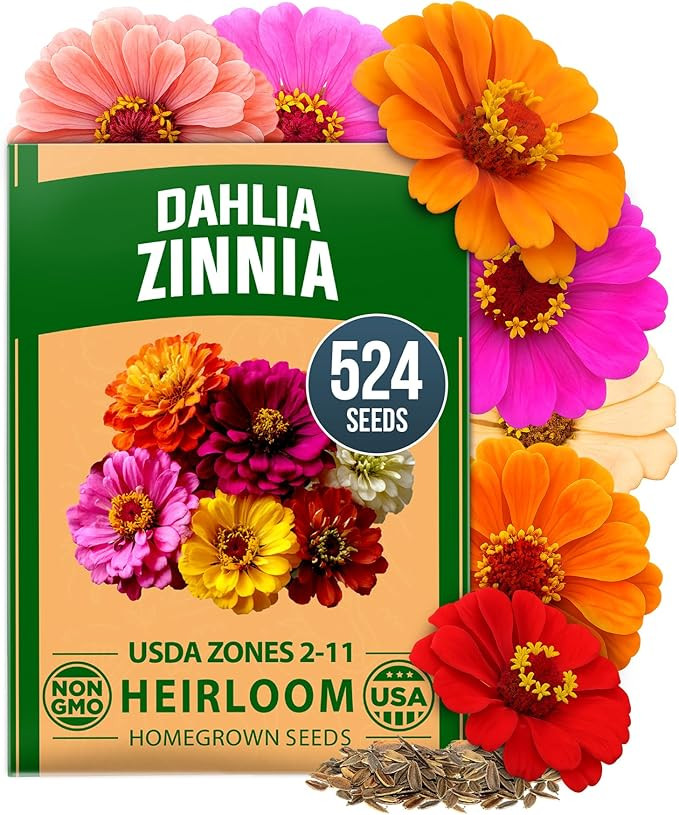HOME GROWN Zinnia Dahlia Seeds Pack for 2026 Non GMO 524 Flower Seeds | Vibrant Zinnia Elegans fo... | Amazon (US)