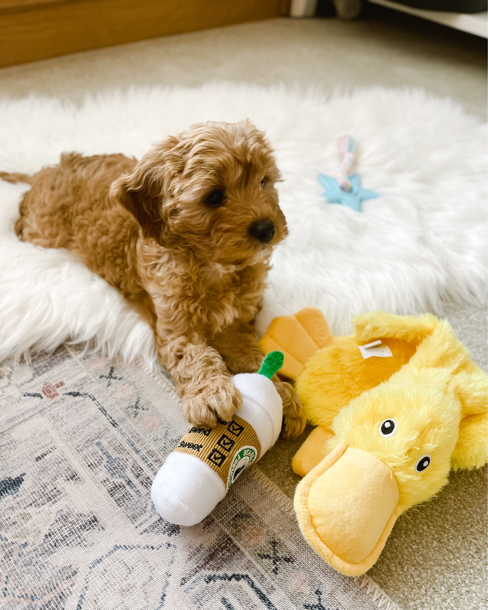 #ltkpets #amazonpets #amazonfinds 