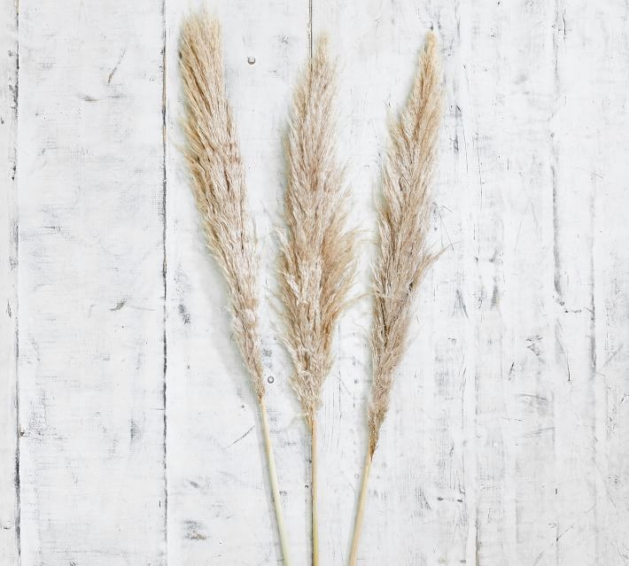 Dried Pampas Grass Branches - Set of 3 | Pottery Barn (US)