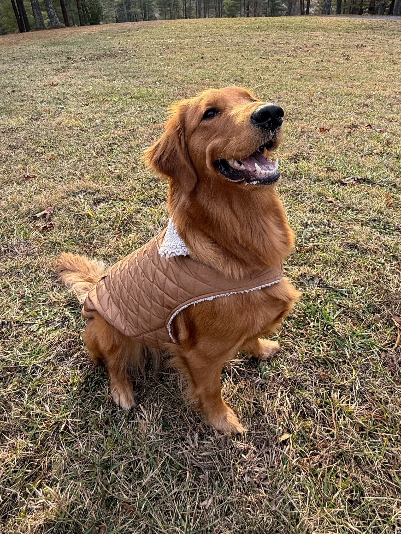 LTKPET ✨🥂🫧❄️🤩🐾