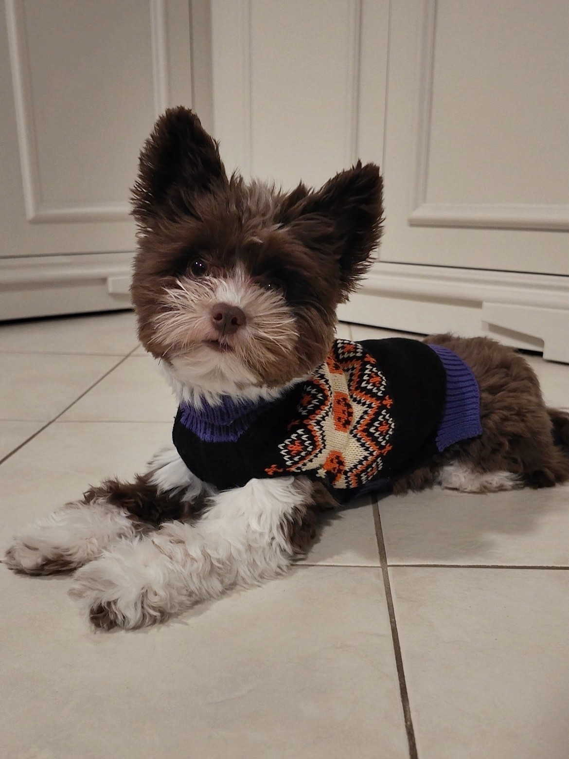 October is upon us, and that means it’s time for sweater weather!🍂✨

My puppy, Eevee, loves to dress up, and I found this adorable Halloween sweater for such a steal of a deal on SHEIN! They have tons of super cute options for pets this year!☺️

#LTKHalloween #LTKSeasonal #LTKPets